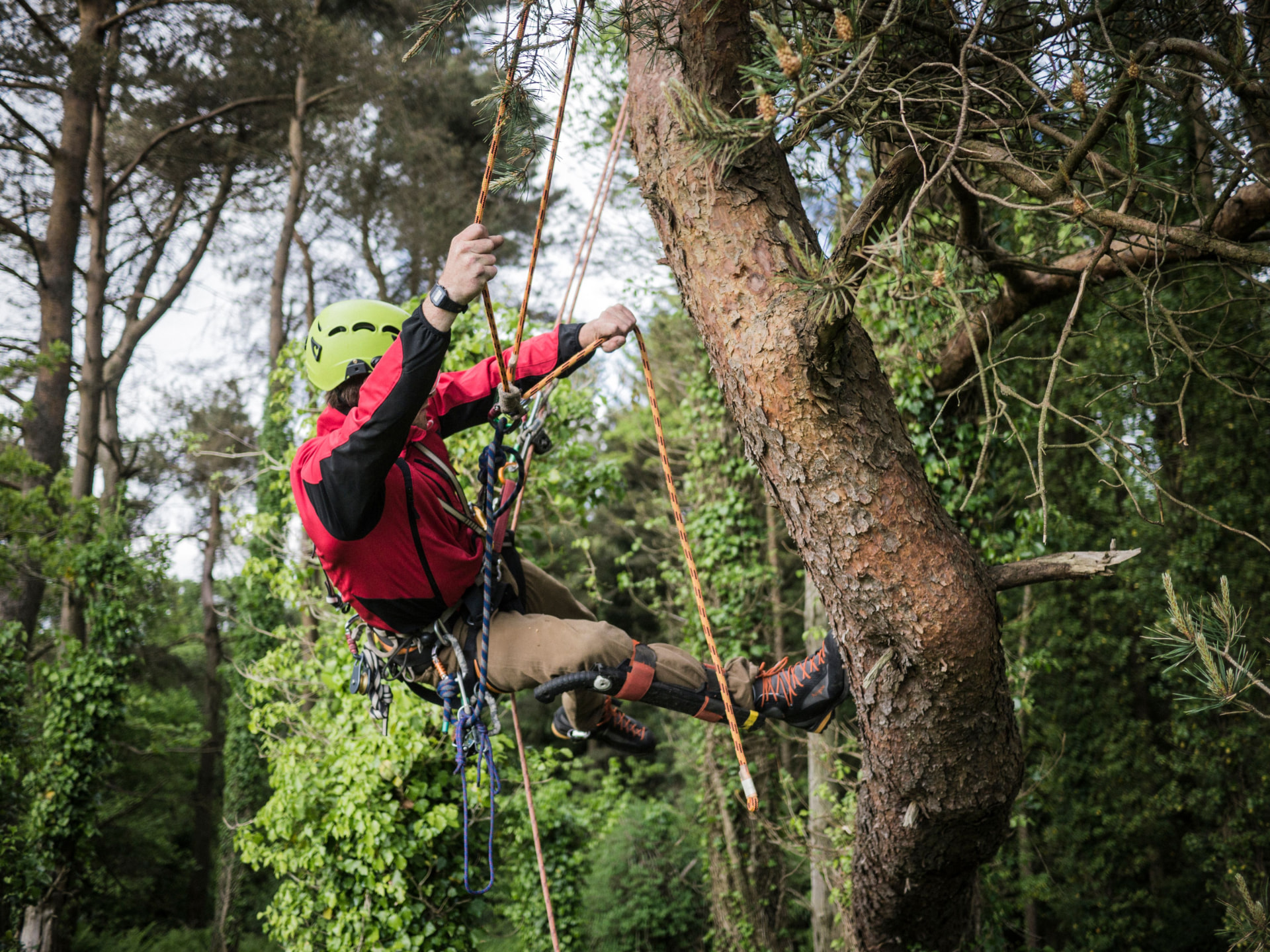 Tree Surgery project by Surrey Oak Landscapes