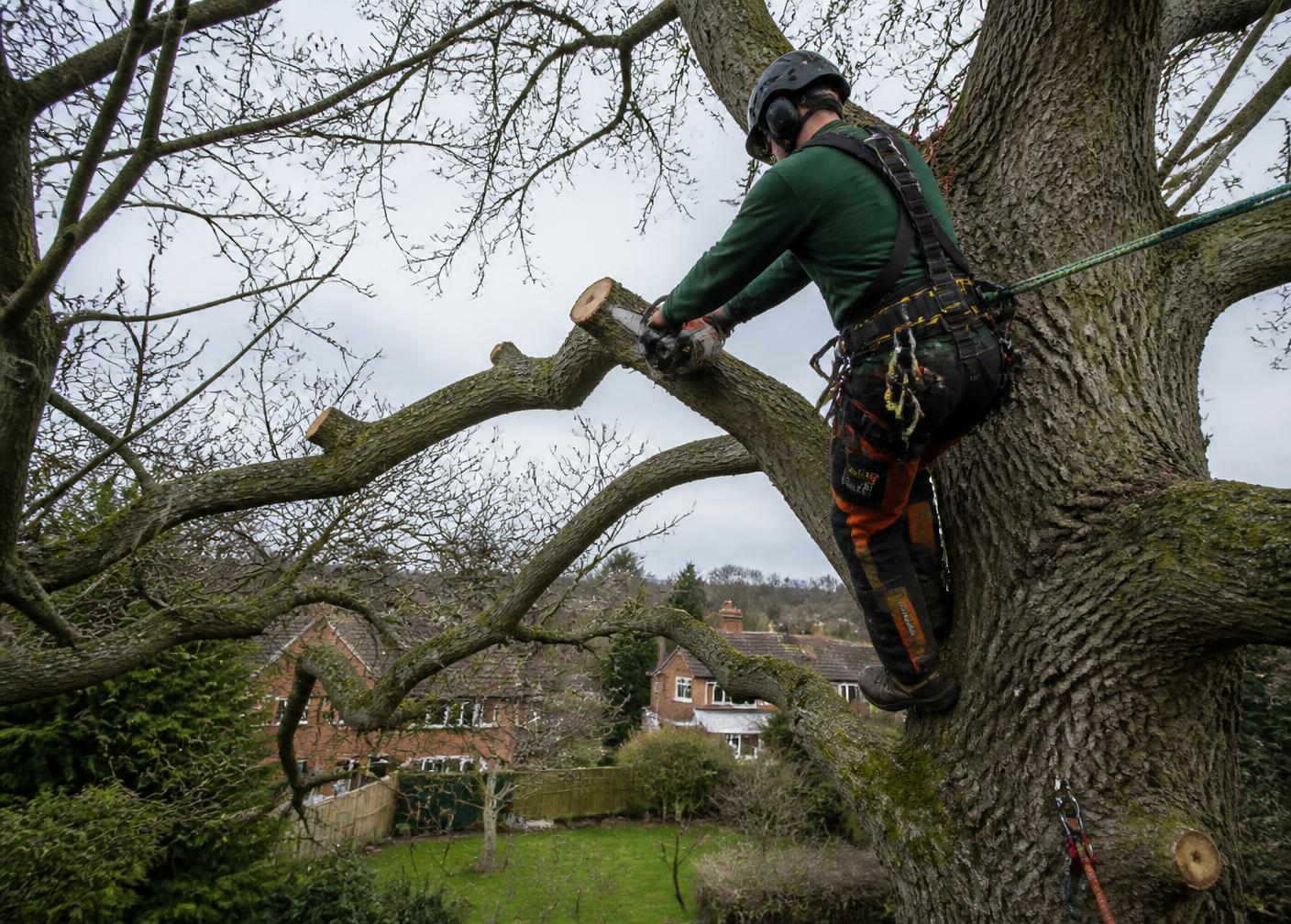 Tree surgeon roped into a large oak carrying out crown reduction
